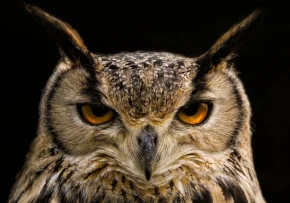 owl-8285565 1280 | Foto: ambquinn @pixabay