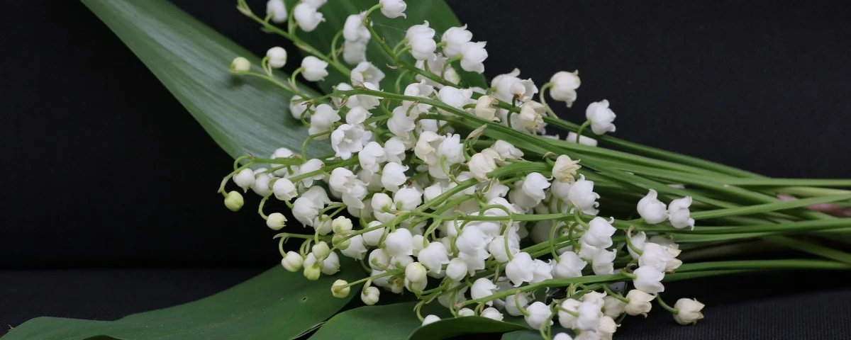 lily-of-the-valley-g1f64b3bf0 1920