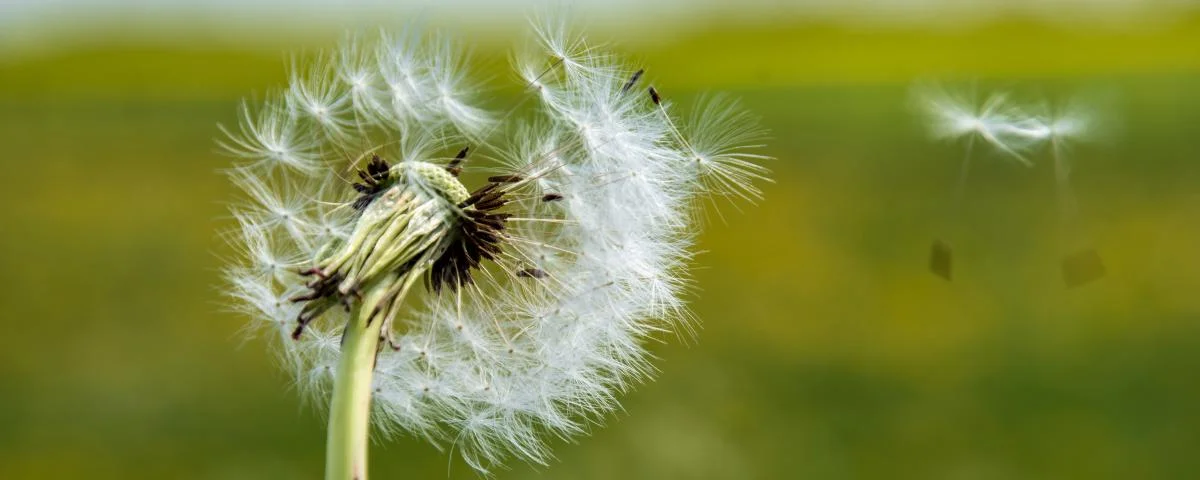 Löwenzahn im Wind